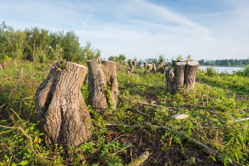 Stump Removal detail